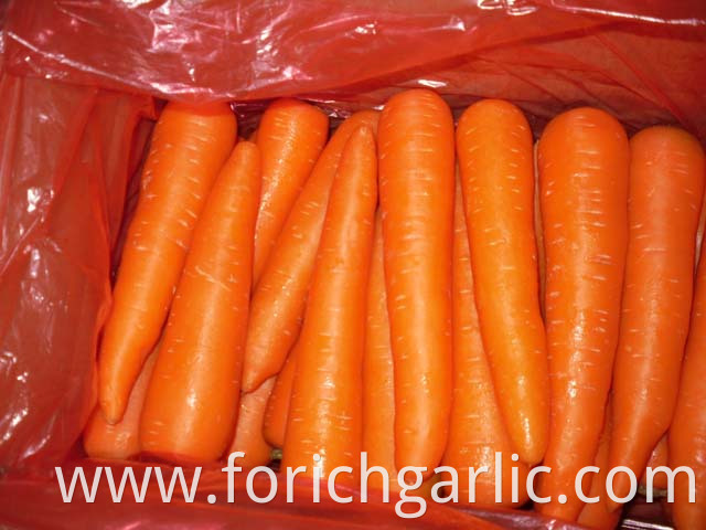 Fresh Carrot